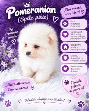 Pomeranian pedigree FCI - Top calitate - imagine 3