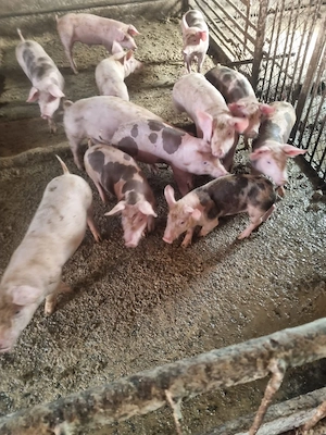 Vind purcei de carne rasa petrean pentru  detalii la tel  