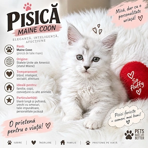 Felisa Ellite - Pisica Maine Coon