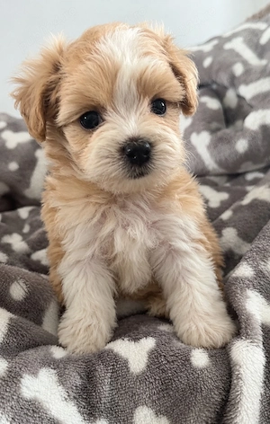 maltipoo poodle mini toy 