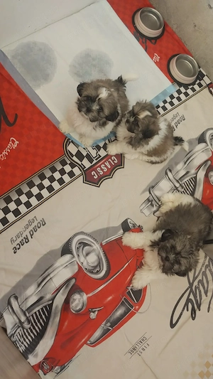 Puișori de Shih Tzu disponibili!   - imagine 2