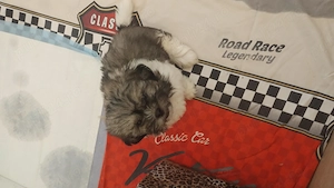 Puișori de Shih Tzu disponibili!   - imagine 5