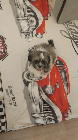Puișori de Shih Tzu disponibili!   - imagine 4