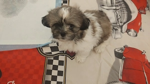 Puișori de Shih Tzu disponibili!   - imagine 3