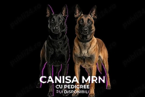 Ciobanesc belgian malinois cu Pedigree!