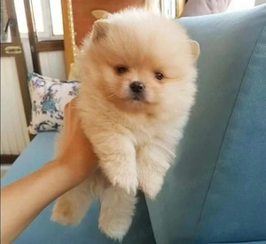 Pomeranian 