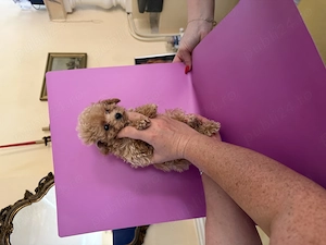 Maltipoo Toy din Canisa Autorizată  - imagine 4