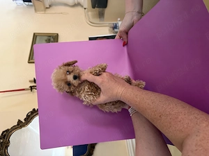 Maltipoo Toy din Canisa Autorizată  - imagine 5
