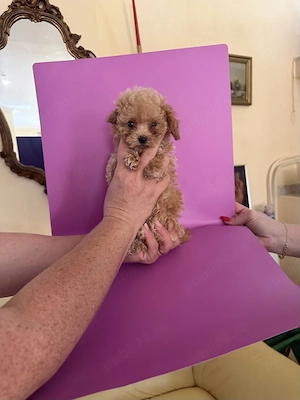 Maltipoo Toy din Canisa Autorizată  - imagine 2