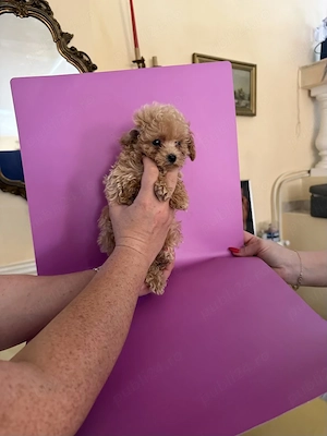 Maltipoo Toy din Canisa Autorizată  - imagine 3