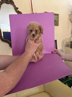 Maltipoo Toy din Canisa Autorizată  - imagine 3