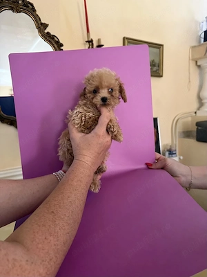 Maltipoo Toy din Canisa Autorizată  - imagine 2