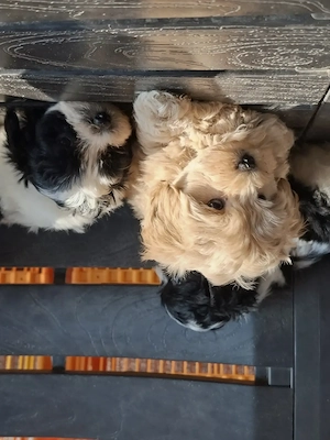 Maltipoo de vânzare.  - imagine 4