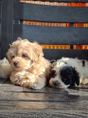 Maltipoo de vânzare.  - imagine 2