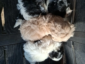 Maltipoo de vânzare.  - imagine 3