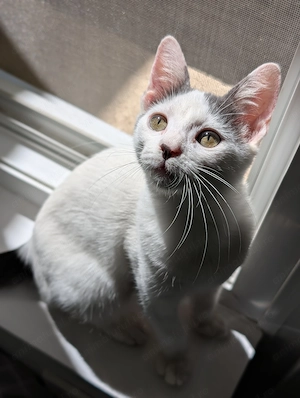 Adopție pui pisică  - imagine 2