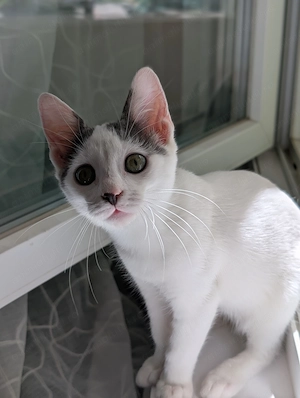 Adopție pui pisică  - imagine 3