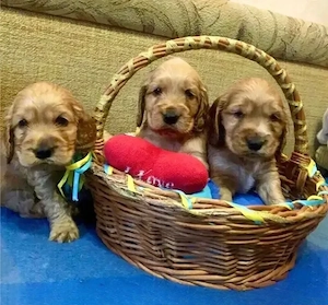 Cocker Spaniel Englez din Canisă Autorizată 