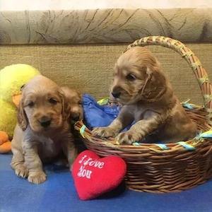 Cocker Spaniel Englez din Canisă Autorizată  - imagine 2