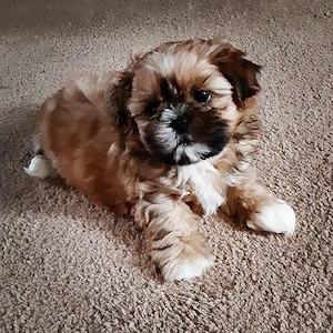 Bichon havanez talie mica  - imagine 2