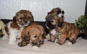 Bichon havanez talie mica 