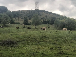 Vanzare teren Tesila,Valea Doftanei - imagine 2