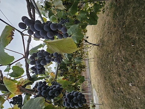 Struguri de vanzare 