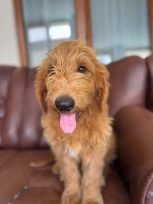 Goldendoodle - Canisa Autorizată  - imagine 2