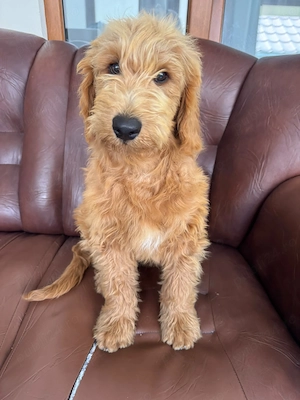 Goldendoodle - Canisa Autorizată  - imagine 3