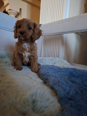 Cavapoo - Canisa Autorizată  - imagine 4