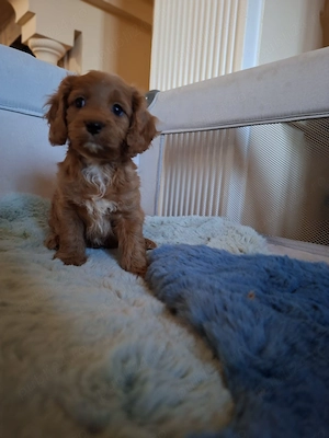 Cavapoo - Canisa Autorizată  - imagine 3