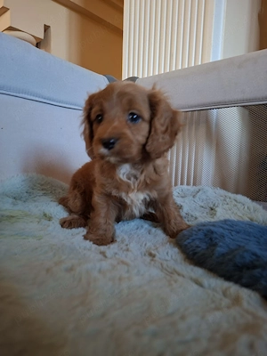 Cavapoo - Canisa Autorizată  - imagine 2