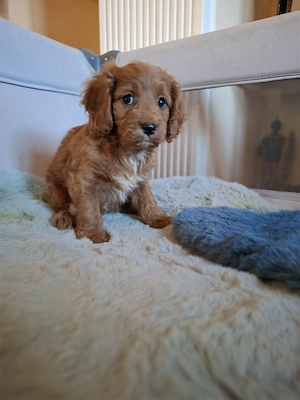 Cavapoo - Canisa Autorizată 