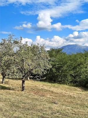 Teren la padure de vanzare Talmaciu Podu Olt