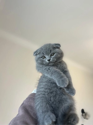Motanel scottish fold 