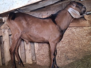 Disponibili țapi și capre 