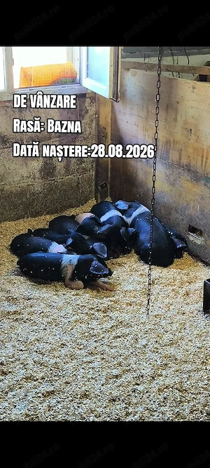 Purcei rasa Bazna