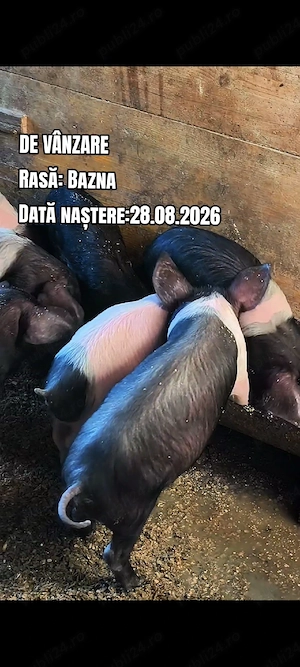 Purcei rasa Bazna - imagine 2