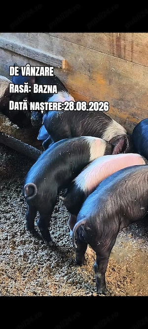 Purcei rasa Bazna - imagine 3