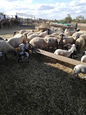 Vând ovine
