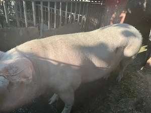 Vand porc 350 kg - imagine 3
