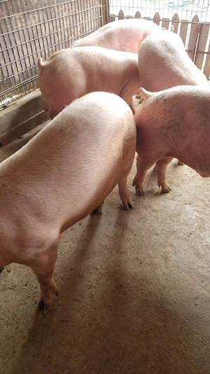 porci de vinzare