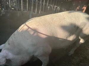 Vand porc 350 kg - imagine 2