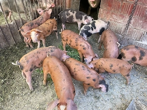 Vand 14 purcei de 7 saptamani
