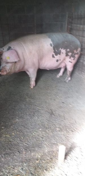 Vand porc de de sacrificat 140-150kg