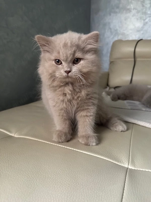 British shorthair lilac baietel