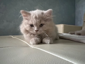 British shorthair lilac baietel - imagine 2