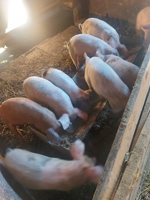 purcei de vânzare 