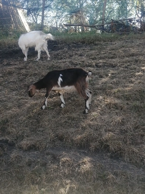 Iedute tinere de vânzare 