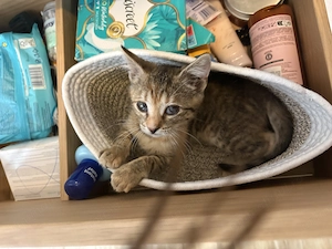 Pisica pt adopție